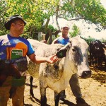 Trabalhador cuidando do gado